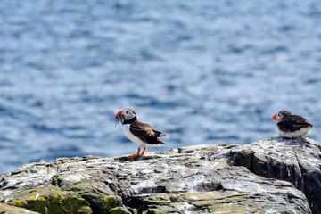 Atlantic puffins, Farne Islands Nature Reserve, England