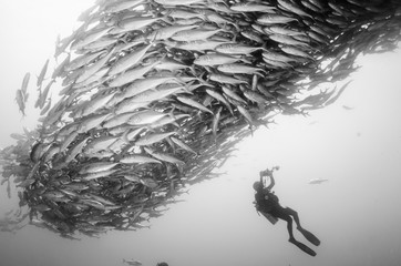 Fototapeta premium Trevally school, Mexico.