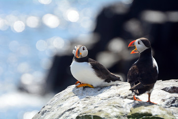 Atlantic puffins, Farne Islands Nature Reserve, England