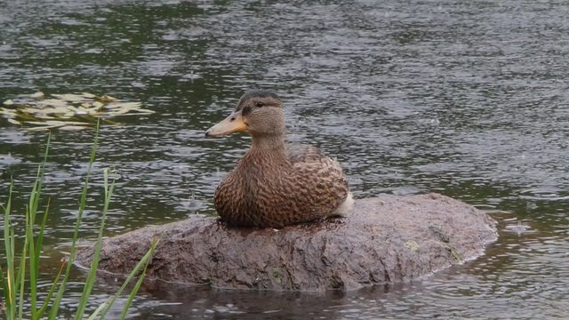 canard colvert
