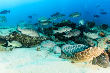 Fototapeta premium Leoperd grouper, Mexico.