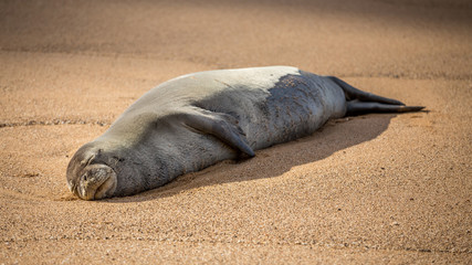 endangered Hawaiian monk seal resting on the warm sand of secret beach on the Island of Kauai