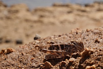 Sandy coloured grasshoper (Caelifera) sitting on sandy beach.