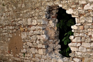 Large hole in bick wall of historic building with tree growing out.