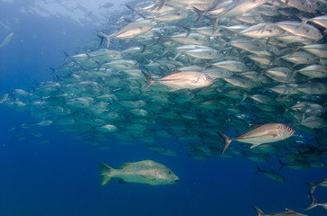 Fototapeta premium Trevally school, Mexico.