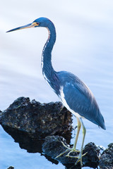 Tricolored Heron searching for food