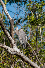 Great Blue Heron sitting in a tree on a cool, fall afternoon