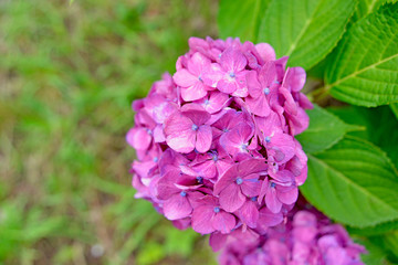 紫色の紫陽花
