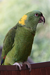 Loro amazonas Auropalliata libre.