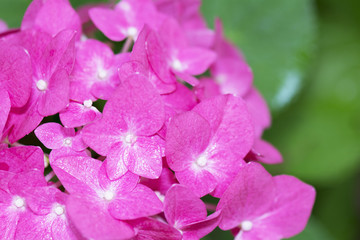 Fototapeta na wymiar Close up Pink Hydrangea on Green Background