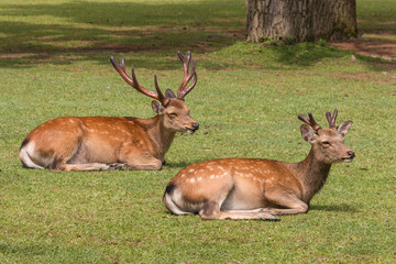Naklejka na ściany i meble sika deer stags resting on grass