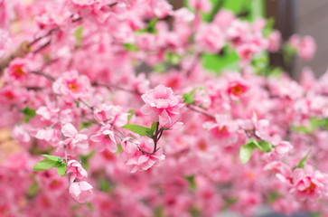 Japanese cherry blossom in spring