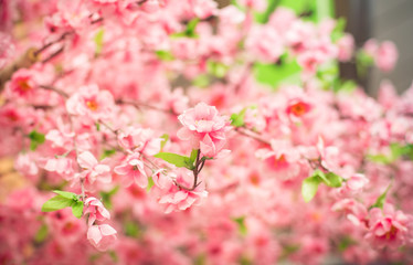 Fototapeta na wymiar Japanese cherry blossom in spring