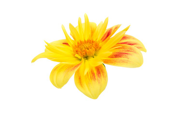 yellow dahlia