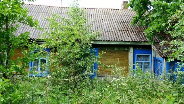 Abandoned russian yellow wooden village house with blue carved windows in high grass and big trees