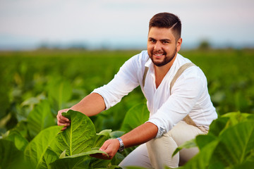 Naklejka na ściany i meble cheerful plantation owner checks tobacco leaves on farmland