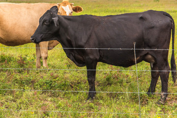 cows in a lush green pasture