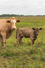 cows in a lush green pasture