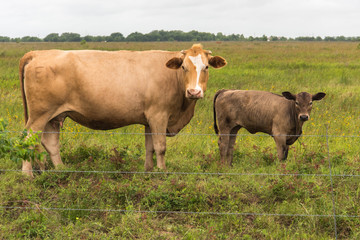 cows in a lush green pasture