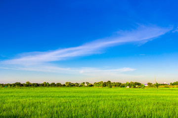 green rice field with clear blue sky