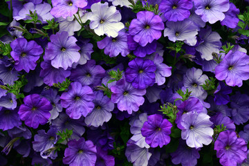 Purple petunia flowers in full bloom - obrazy, fototapety, plakaty