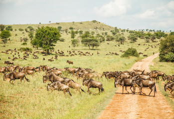 Fototapeta premium wildebeest