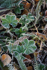 hoar on green leaves and grass in autumn, siberia Russia