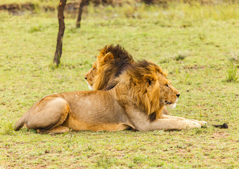 Lion in nature