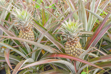 champ d'ananas Victoria, île de la Réunion
