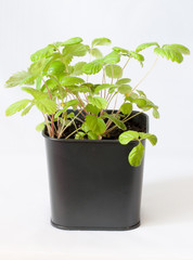 Земляника ремонтантная в горшочке