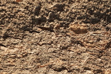 Wood texture