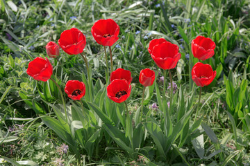 red spring tulips