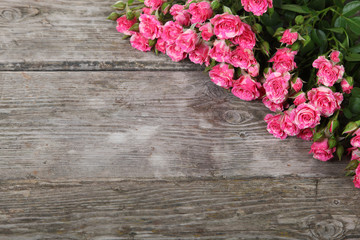 Beautiful pink roses