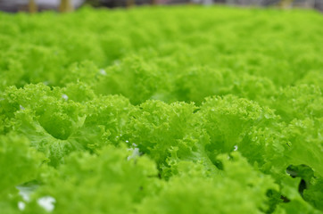 Cameron Highland - Hydroponics Vegetables Farm