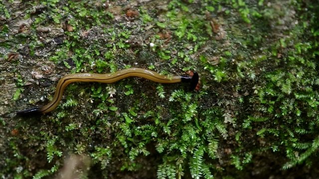 footage of hammer worm crawl on the rock covered with moss