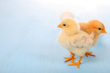 Chickens