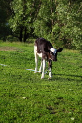 Calf