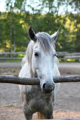 Horse in a paddock on a clear summer day