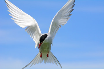 Arctic tern, Farne Islands Nature Reserve, England