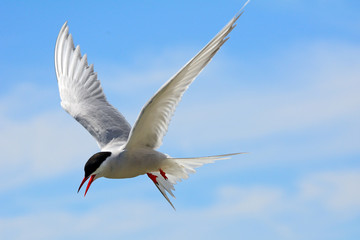 Fototapeta premium Arctic tern, Farne Islands Nature Reserve, England