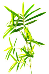 Fototapeta na wymiar tige de bambou sur fond blanc