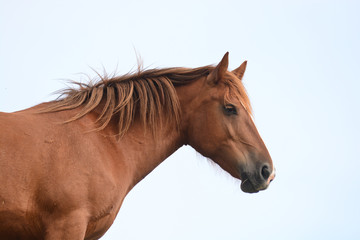 Fototapeta premium cavallo profilo - ritratto