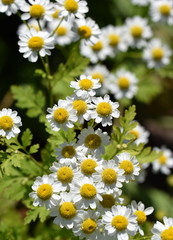Tanacetum parthenium (Mutterkraut)
