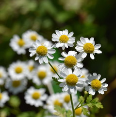 Tanacetum parthenium (Mutterkraut), Detail