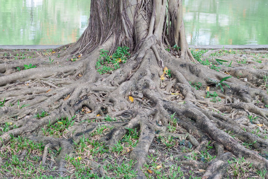tree root