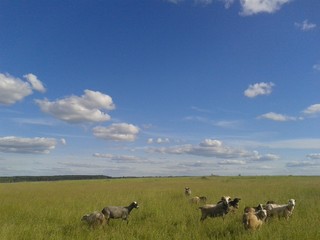 Sheeps at the field