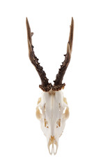 Animal skull with antlers isolated on white with clipping path