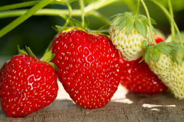 ripe fresh strawberries on wooden background, close up