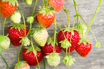 ripe fresh strawberries on wooden background, close up