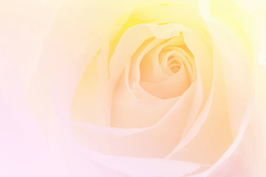 Fototapeta Beautiful flowers.